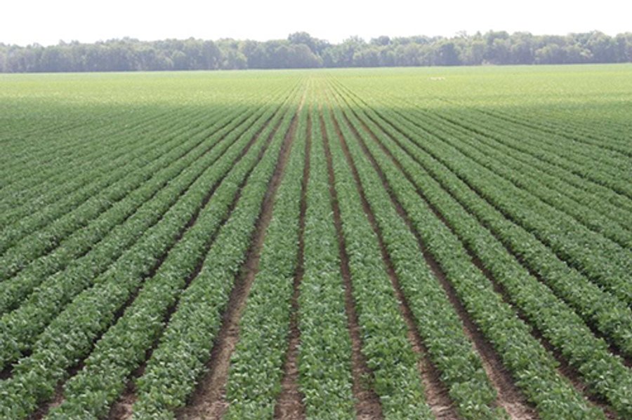 ARKANSAS LAND AUCTION, 1274+/- Acres offered in 2 Tracts